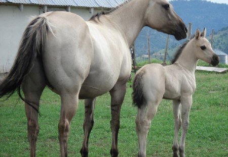 Beautiful Gray Mare and Foal - horses, foal, gray, mare, animals