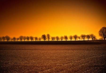 Sunset - tree, nature, sunset, sun