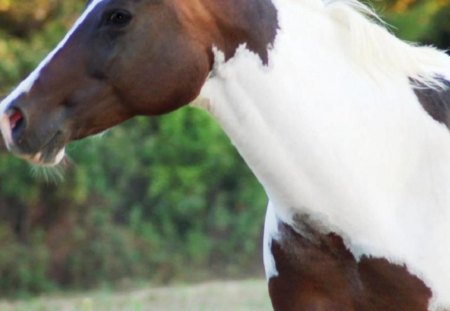 Looking Proud in Autumn - white, horse, brown, animals, proud, autumn