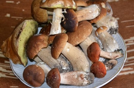 *** Mushrooms *** - jedzenie, zbiory, lesne, grzyby, plony