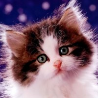 Cute fluffy kitty