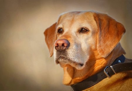 Dog - beauty, animals, water, dog face, paws, face, labrador, pretty, dog, dogs, cute, love, adorable, puppy, rain, lovely, beautiful, sweet, puppies