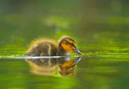 Duck - bird, duck, water, fly, feathers, air born, bill