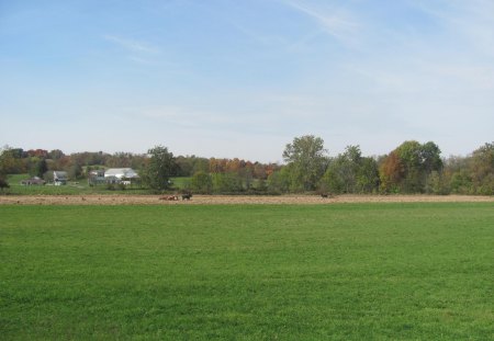 Amish Country - country road, horse, horse and buggy, amish country, amish, country