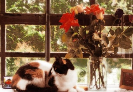 Romantic Cat - vase, cat, roses, romantic