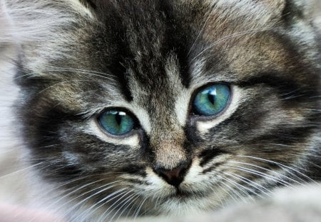 Blue eyes kitten