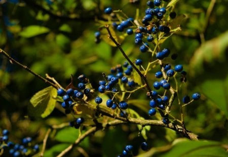 Berries - nature, autumn, berry, blue, green, leaf