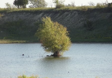 Little Island in The Middle of Nowhere - island, lake, water, tree