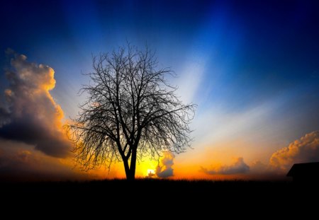 Sunset - clouds, sunset, light, tree