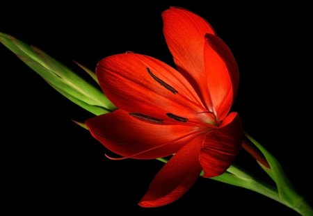 SIMPLY RED - beauiful, red, green, tulip, black, flower