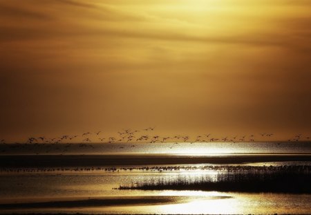 Sunset - clouds, heaven, sunlight, bird, birds, water, beach, landscape, sea, gold, grass, sunset, nature, sky