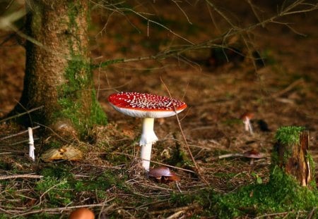 Fly agaric - autumn, mushroom, branch, nature, forest, beautiful, twig, tree, fly agaric