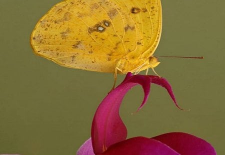 Yellow Butterfly on a Pink Orchid - jaune, nature, fleur, rose