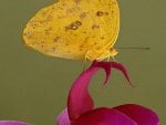 Yellow Butterfly on a Pink Orchid