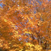 Autumn Tree