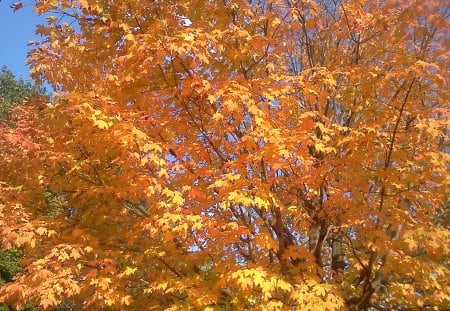 Autumn Tree - sunny, tree, autumn, yellow