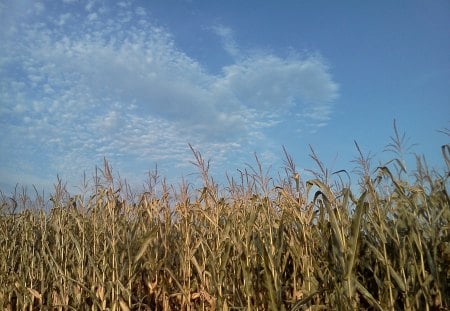 Blue Skies and Corn Fields - fields, sunshine, blue sky, corn