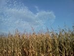 Blue Skies and Corn Fields