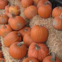 Halloween Pumpkins