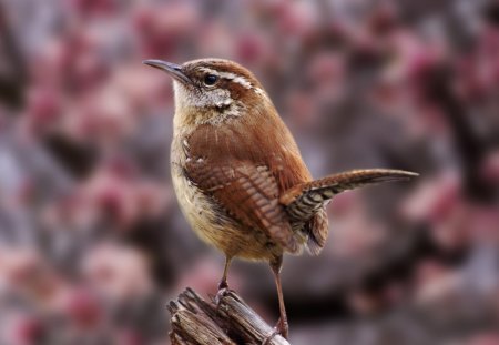 Bird - bird, animal, nature, d