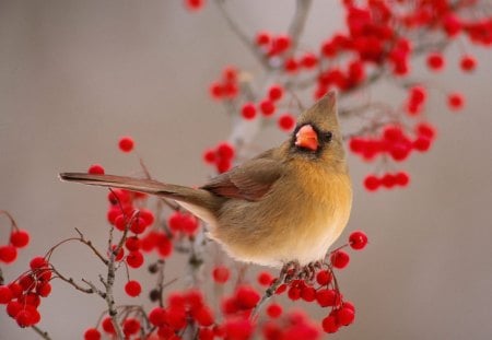 Bird - bird, animal, nature, d