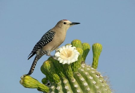 Bird - bird, animal, cactus, nature