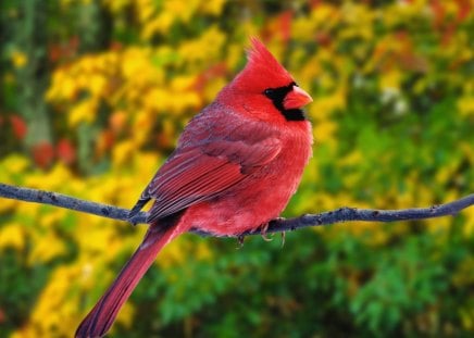 Bird - animal, cardinal, bird, red