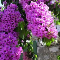 Purple Bougainvillea Beauty