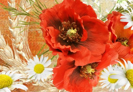 Poppy Daisy Autumn - poppy, poppies, daisy, grass, fleurs, flowers, daisies, fall, wheat, oats, autumn, bright, wild flowers