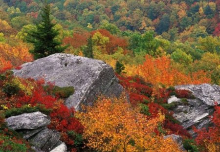 More Fall Foliage - cliff, colorful leaves, trees, forest