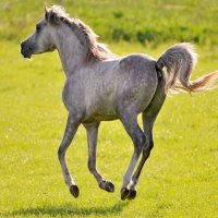 Galloping Colt