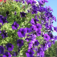 Purple Petunias 05