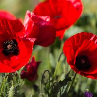 *** Poppy Seeds Flowers ***