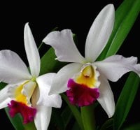 *** Beautiful White Orchids ***