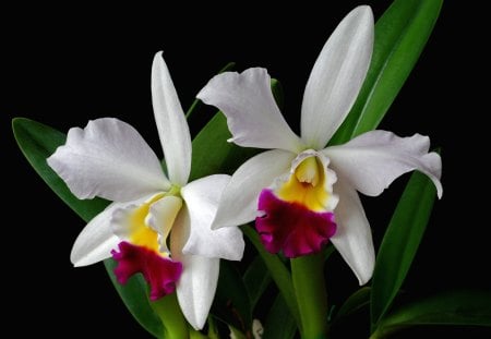 *** Beautiful White Orchids *** - biale, orchidee, natura, kwiaty