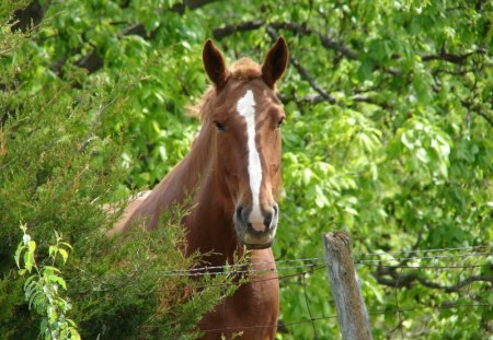 *** Horse among the trees *** - zwierzeta, drzewa, kon, piekny