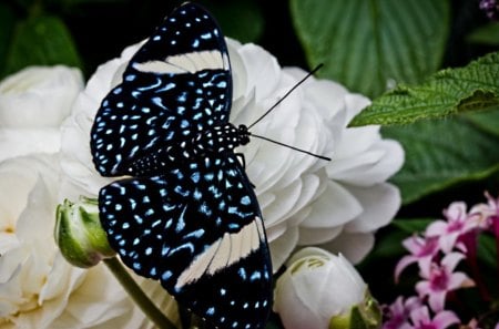 *** Butterfly on flowers *** - motyl, zwierzeta, owady, piekny