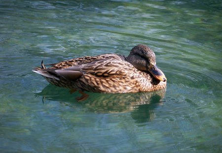 *** Wild Duck ***