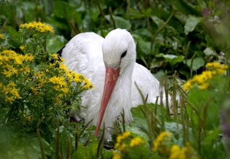 *** Stork *** - zwierzeta, bocian, bialy, ptaki