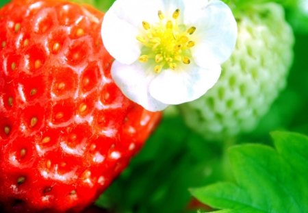 *** Strawberry *** - owoce, kwiat, natura, truskawka