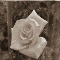 Vintage Rose