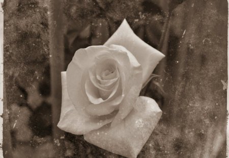 Vintage Rose - rose, flower, vintage, photography