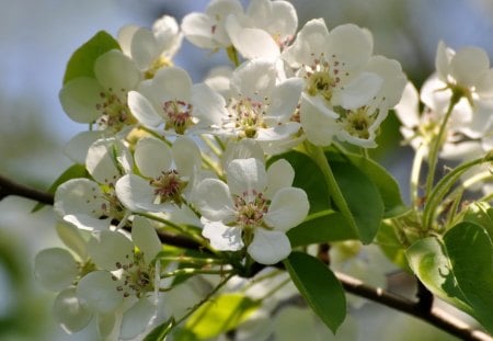 *** Fruit tree blossoms *** - drzewa, owocowego, natura, kwiaty