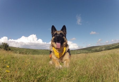 spike - protection, police, war, german shepherd