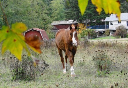 Field of Freedom - long tail, brown, galloping, white nose