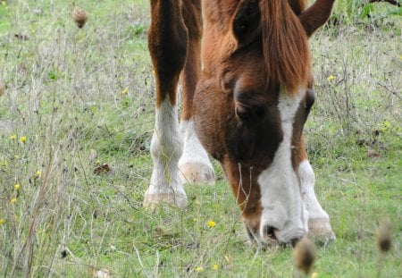 Snack Time - fun, riding, white, brown