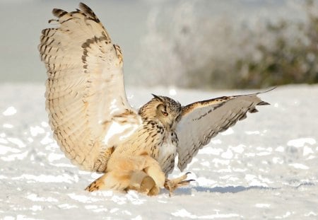 *** Owl hunting *** - zwierzeta, polujaca, sowa, ptaki