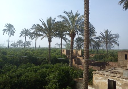 breath - farm, egypt, hot, palmtree, green