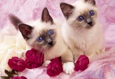 Siamese Sweeties - pink, animals, kittens, cats, flowers, siamese