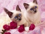 Siamese Sweeties